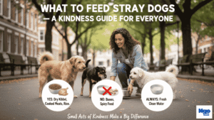 What to Feed Stray Dogs — A Kindness Guide for Everyone
